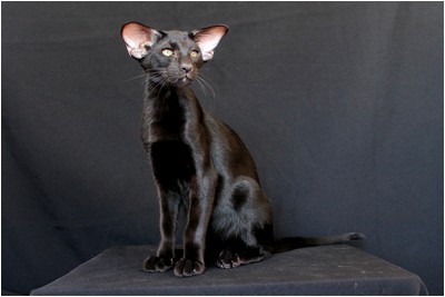 Siames - AT* Emeraldo Fantomas  - Foto 06