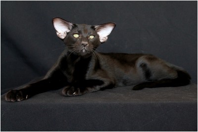 Siames - AT* Emeraldo Fantomas  - Foto 08