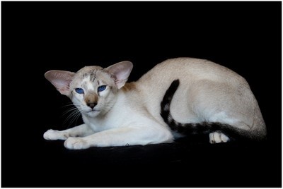 Siames - FR* Lennox Des Mostards en Delire, JW - Foto 02