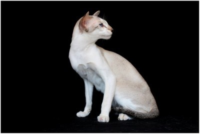 Siames - FR* Lennox Des Mostards en Delire, JW - Foto 03