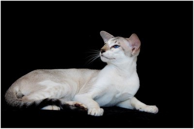 Siames - FR* Lennox Des Mostards en Delire, JW - Foto 05