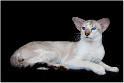 Siames - FR* Lennox Des Mostards en Delire, JW - Foto 06