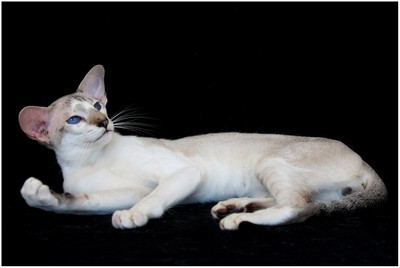 Siames - FR* Lennox Des Mostards en Delire, JW - Foto 08