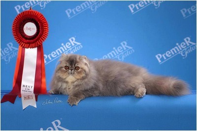 Persa - BR* Lollita de Saint Christin - Foto 02