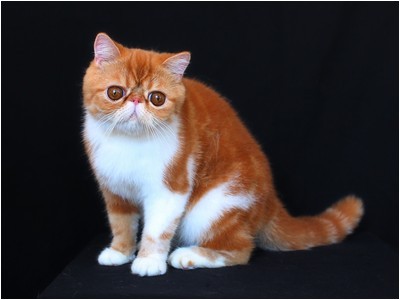 Persa - BR* Aruak Zot Marmelade - Foto 02