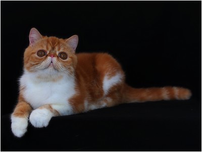 Persa - BR* Aruak Zot Marmelade - Foto 03