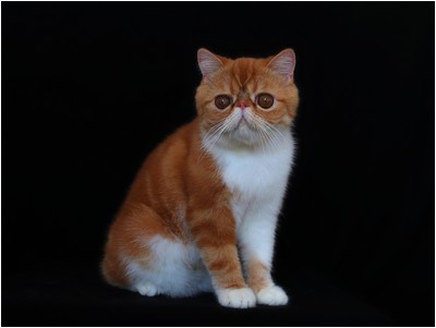 Persa - BR* Aruak Zot Marmelade - Foto 04