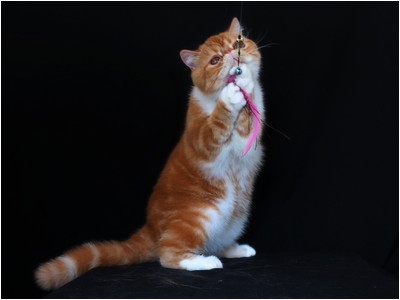 Persa - BR* Aruak Zot Marmelade - Foto 06