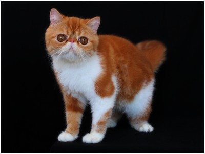 Persa - BR* Aruak Zot Marmelade - Foto 07