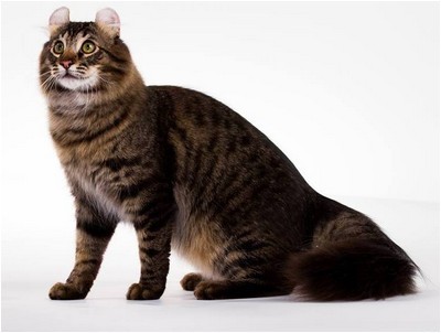 American Curl - BR* Aruak Winterfell